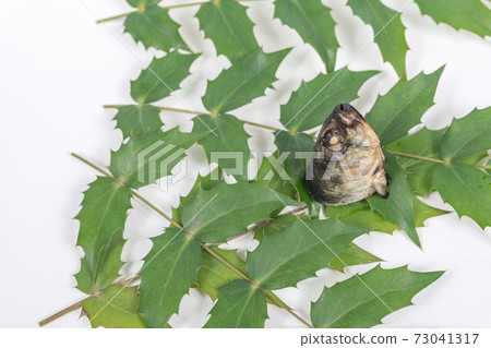 [Setsubun image holly and sardines] 73041317