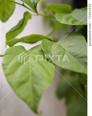 Old Town of Tunis Leaves / Tunis, Tunisia 73041434