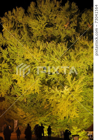 Illuminated large ginkgo 73041564