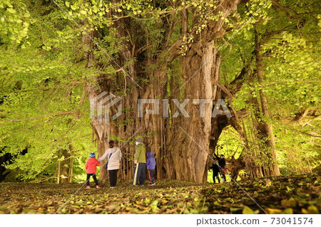 Illumination of large ginkgo 73041574