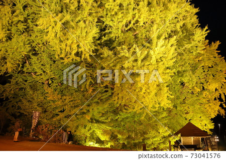 Large ginkgo lit up as a natural monument 73041576
