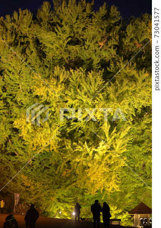 The largest ginkgo tree in Japan is in Aomori prefecture 73041577