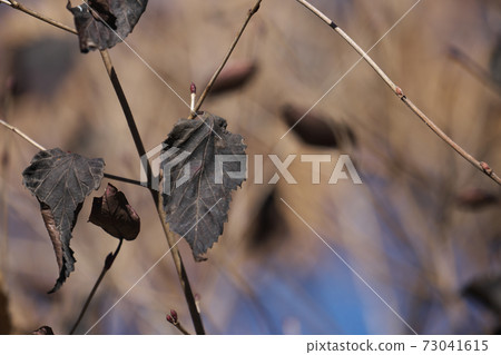 Viburnum phlebotus December: Leaves turn black when the autumn leaves are over Viburnum phlebotus December: Leaves turn black when the autumn leaves are over 73041615