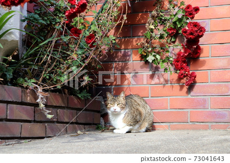Winter flowers and cats Winter flowers and cats 73041643