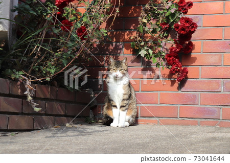 Gorgeous flower bed 73041644