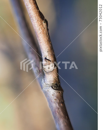 Winter buds and leaf marks of Shiraki (after the leaves have fallen) It looks like a unique face of a pointed hat 73042012