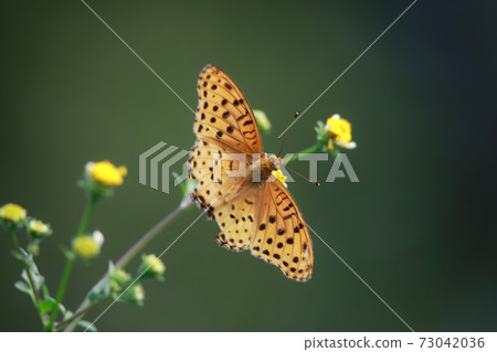 Butterfly  73042036