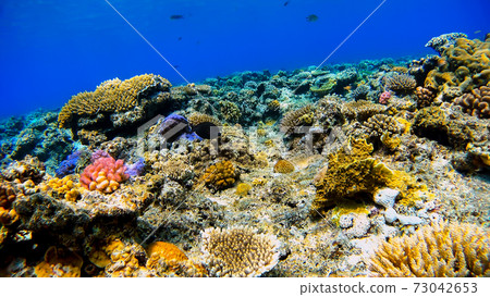 Coral reef underwater photograph of Okinawa Akajima Coral reef underwater photograph of Okinawa Akajima 73042653