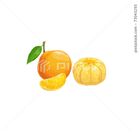 Tangerine fruit, tropical exotic citrus fruit food Tangerine fruit, tropical exotic citrus fruit food 73043293