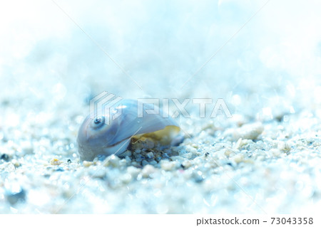 Shining sea and shellfish 73043358