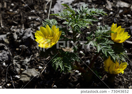 Amur Adonis A Celebration Flower For The New Stock Photo