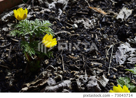 Amur Adonis A Celebration Flower For The New Stock Photo