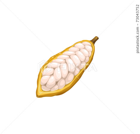 Cocoa bean, chocolate and cacao tree plant food Cocoa bean, chocolate and cacao tree plant food 73043752