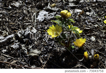 Amur adonis, a celebration flower for the New Year, has bloomed. @ Home garden, Sakai city, Osaka prefecture 73043758