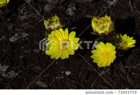 Amur adonis, a celebration flower for the New Year, has bloomed. @ Home garden, Sakai city, Osaka prefecture Amur adonis, a celebration flower for the New Year, has bloomed. @ Home garden, Sakai city, Osaka prefecture 73043759