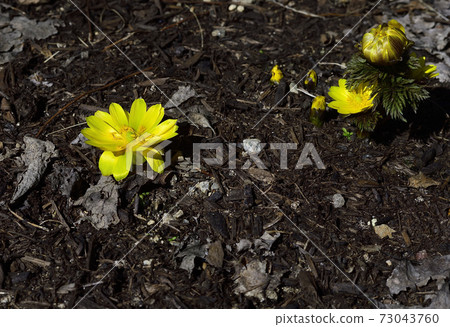 Amur adonis, a celebration flower for the New Year, has bloomed. @ Home garden, Sakai city, Osaka prefecture Amur adonis, a celebration flower for the New Year, has bloomed. @ Home garden, Sakai city, Osaka prefecture 73043760
