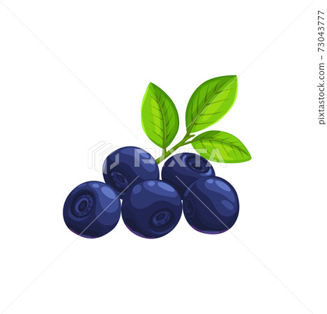 Blueberry berries fruits, food of garden forest 73043777