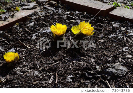 Amur adonis, a celebration flower for the New Year, has bloomed. @ Home garden, Sakai city, Osaka prefecture Amur adonis, a celebration flower for the New Year, has bloomed. @ Home garden, Sakai city, Osaka prefecture 73043786