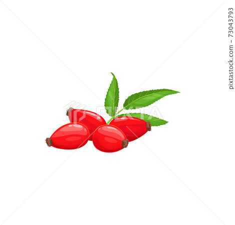Rose hip fruits or berries icon, food farm garden Rose hip fruits or berries icon, food farm garden 73043793