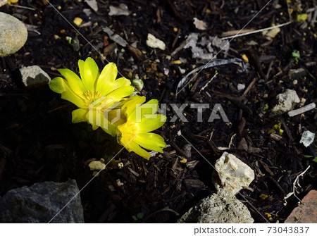 Amur adonis, a celebration flower for the New Year, has bloomed. @ Home garden, Sakai city, Osaka prefecture 73043837