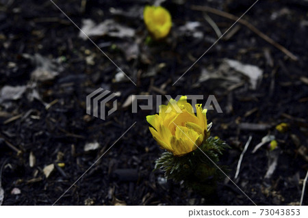 Amur adonis, a celebration flower for the New Year, has bloomed. @ Home garden, Sakai city, Osaka prefecture Amur adonis, a celebration flower for the New Year, has bloomed. @ Home garden, Sakai city, Osaka prefecture 73043853