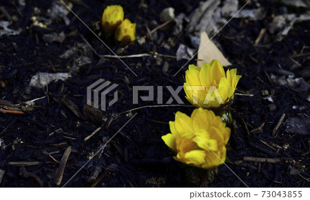 Amur adonis, a celebration flower for the New Year, has bloomed. @ Home garden, Sakai city, Osaka prefecture 73043855