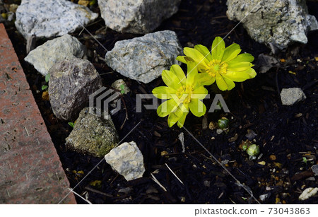 Amur adonis, a celebration flower for the New Year, has bloomed. @ Home garden, Sakai city, Osaka prefecture Amur adonis, a celebration flower for the New Year, has bloomed. @ Home garden, Sakai city, Osaka prefecture 73043863