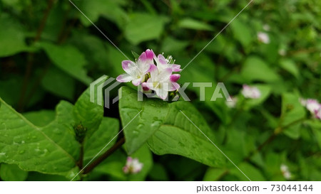 Small flowers in the garden 73044144