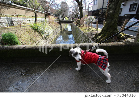 哲學之路和寵物狗 73044316