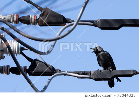 A crow that crows on an electric wire 73044325