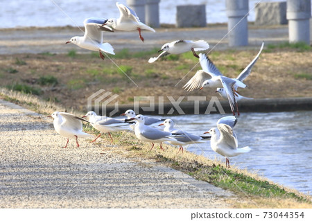 Black-headed gull with flapping winter feathers Black-headed gull with flapping winter feathers 73044354