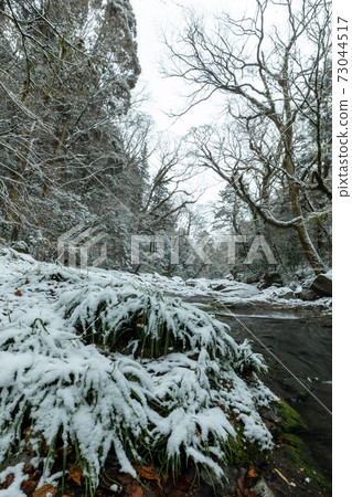冬季熊本菊池谷雪景6 73044517