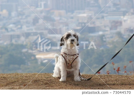 Mt. Wakakusa and his dog Mt. Wakakusa and his dog 73044570