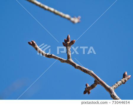 Waiting for spring 73044654