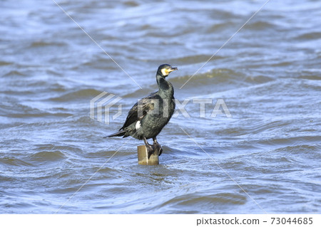 Great cormorant resting its wings 73044685
