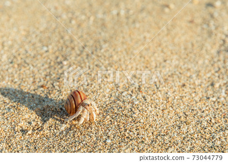 Okayadokari攜帶毛毛蟲的殼 Okayadokari攜帶毛毛蟲的殼 73044779