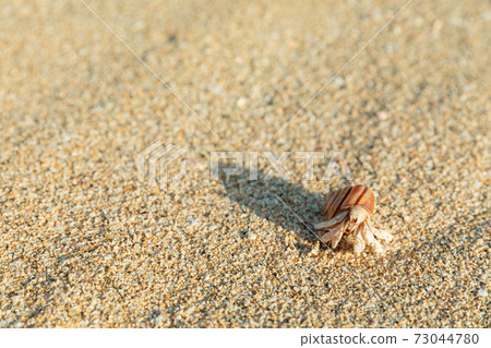 Okayadokari攜帶毛毛蟲的殼 Okayadokari攜帶毛毛蟲的殼 73044780