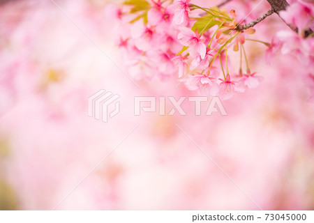 Kawazu cherry tree Kawazu cherry tree 73045000