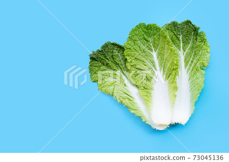 Chinese cabbage on blue background. Copy space Chinese cabbage on blue background. Copy space 73045136