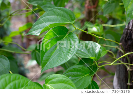 Fresh green leaves of betel plant growing in graden 73045176