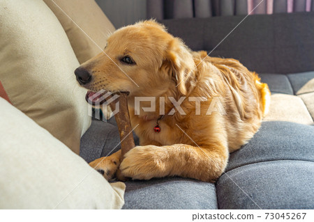 Naughty golden retriever playing and biting the Naughty golden retriever playing and biting the 73045267