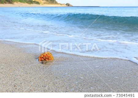 Adan fruit floating on the coast 73045491