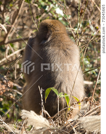 Yoro Valley Monkey 73045665