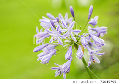  Agapanthus 73045795