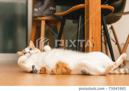 Cat playing indoors 73045985