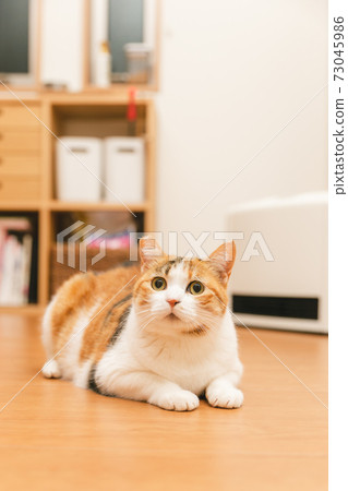 Cat playing indoors 73045986