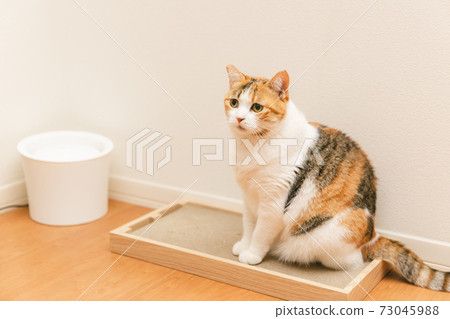 Cat playing indoors 73045988