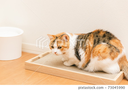 Cat playing indoors 73045990