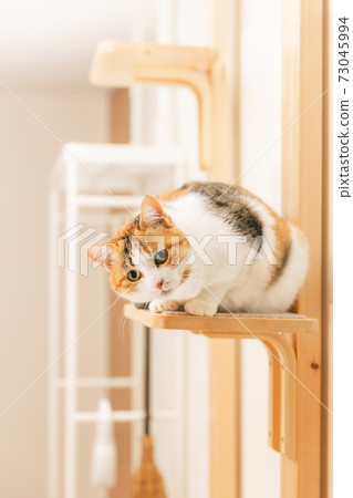 Cat playing indoors 73045994