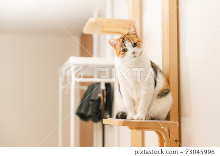 Cat playing indoors 73045996